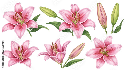 A collection of delicate pink lilies with green leaves and buds, presented as a floral illustration on a white background.