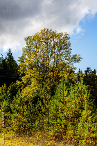 Autumn trees in sunlight. Bright autumn tree rising above young pine forest under dramatic clouds and blue sky.