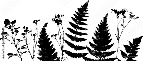 Black and white stencil illustration of deep forest understory plants for decorative design