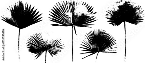 Black and white desert grass stencil illustration for nature design