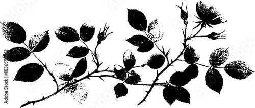 Black and white stencil illustration of dogrose branches for natural design projects