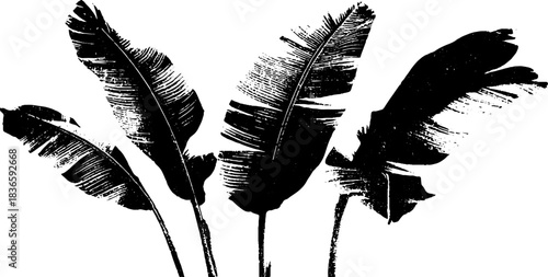 Black and white stencil of dried banana leaves – botanical illustration design