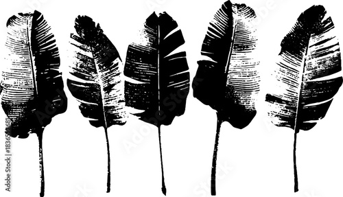 Black and white stencil of dried banana leaf silhouette for urban art and design