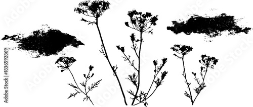 Black and white stencil illustration of drifting meadow seeds and wildflowers