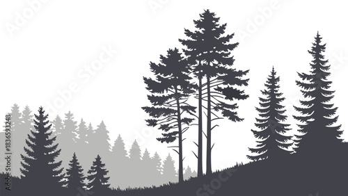 Vector illustration silhouette of tall evergreen pine trees on a grassy hill against a fading forest background in monochrome style