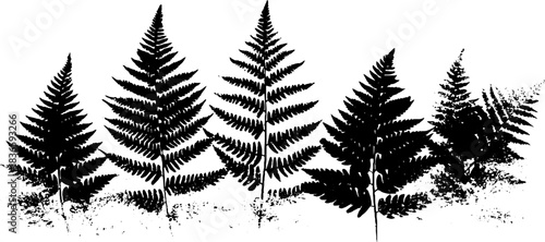 Black and white fern shadows stencil for nature-inspired design projects