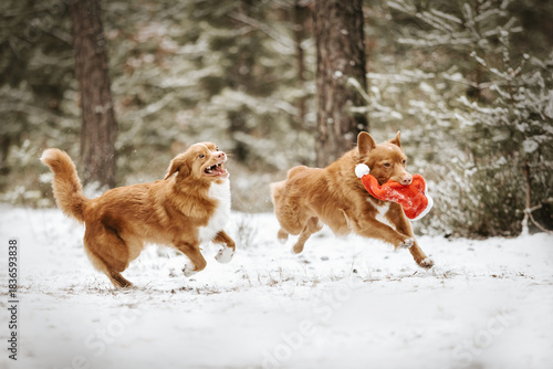 Two dogs running with a santa claus hat on a snow. Having fun on Christmas day