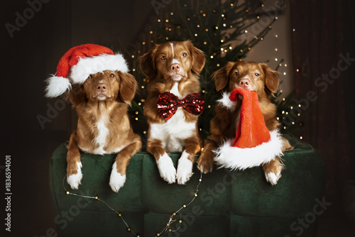 Three retriever dogs wearing christmas hats looking at camera