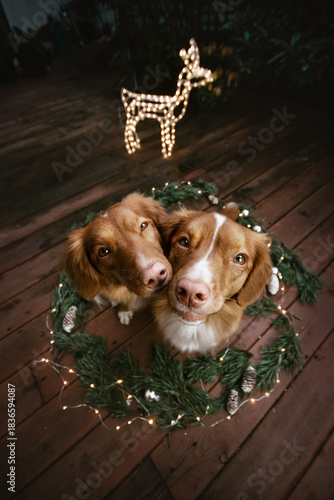 Two cute dogs kissing on a Christmas themed background. Holiday season