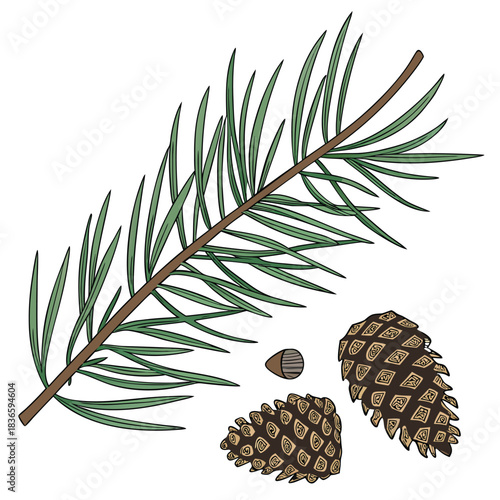 Vector illustration illustration of a pine branch with needles, two pine cones, and a single seed on a