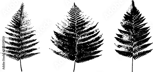Black and white stencil illustration of layered fern fronds for botanical design