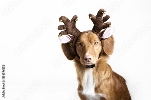 Cute Christmas dog in reindeer costume nova scotia duck tolling retriever on a white background