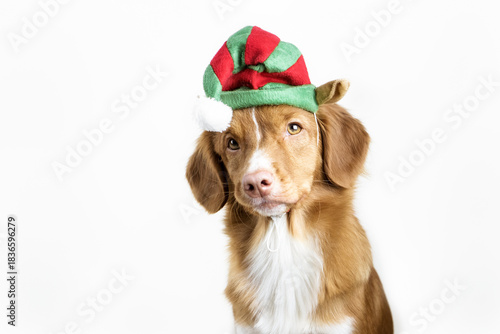 Cute christmas dog in elf costume, nova scotia duck tolling retriever on a white background. Elf hat. Christmas time
