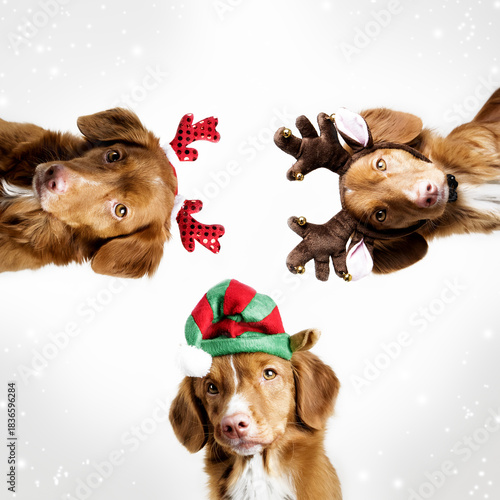 Three dogs in Christmas costumes on a white background