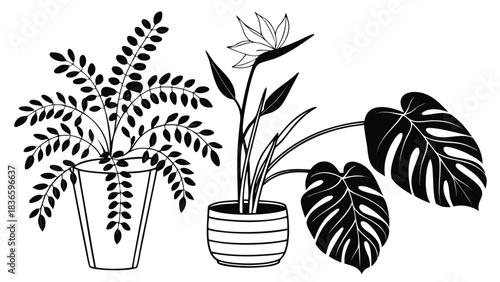 Vector illustration black and white line art illustration of three different potted house plants