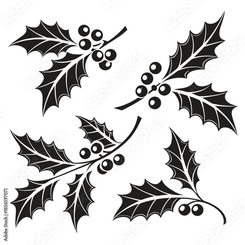 Vector illustration black and white silhouette illustration of four holly sprigs with sharp leaves and clusters of round berry fruit