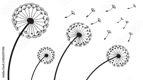 Vector illustration black and white illustration of dandelion seed heads blowing in the wind