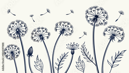 Vector illustration hand drawn sketch of dandelion seed heads blowing in the wind