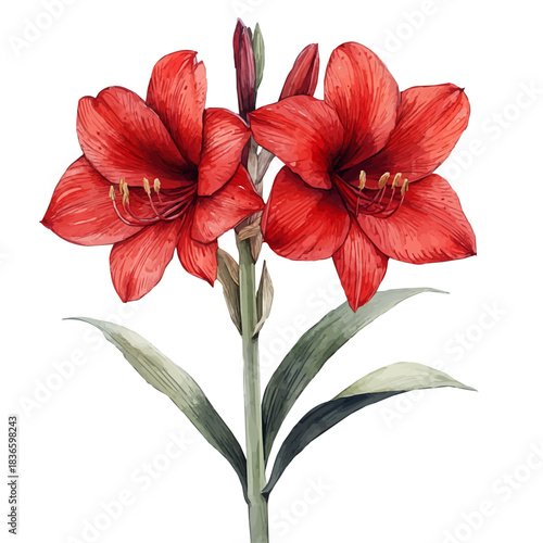 Amaryllis Branch, watercolor vector portraying a joyful pose with colorful highlights, isolated on a white background.