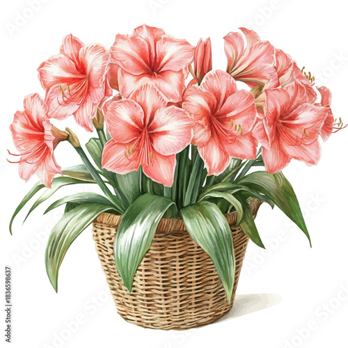 Amaryllis Bouquet In A Basket, watercolor vector portraying a joyful pose with colorful highlights, isolated on a white background.
