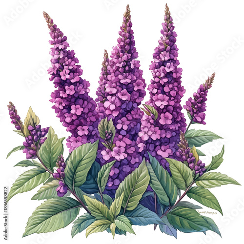 Amaranth Branch, watercolor vector portraying a joyful pose with colorful highlights, isolated on a white background.