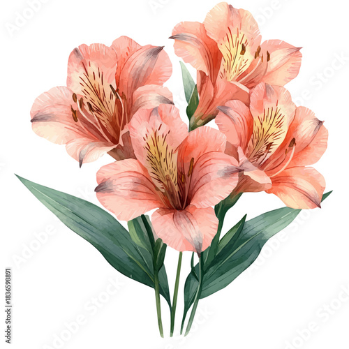 Alstroemeria Branch, watercolor illustration featuring playful movement and lively expressions, isolated on a white background.
