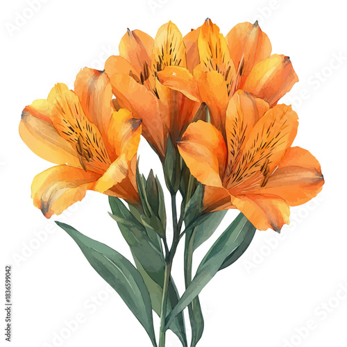 Alstroemeria Branch, watercolor painting capturing graceful lines and soft blended shades, isolated on a white background.