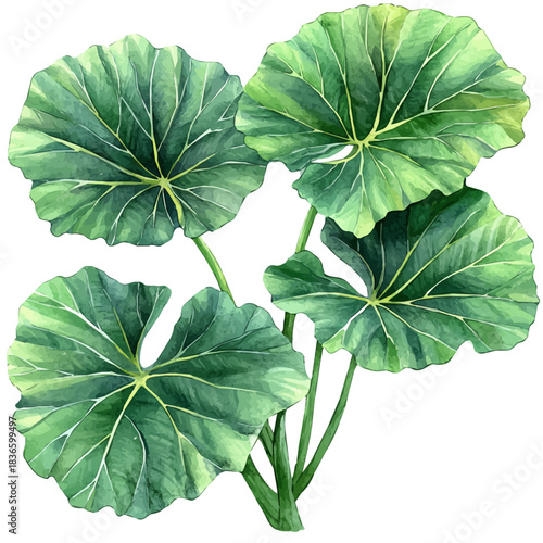 Alocasia Branch, watercolor illustration featuring playful movement and lively expressions, isolated on a white background.
