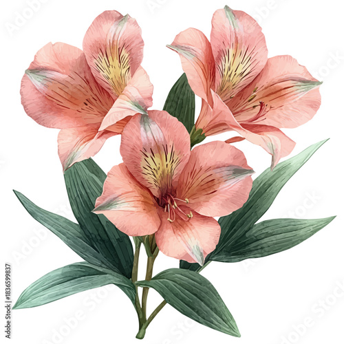 Alstroemeria Branch, watercolor illustration featuring playful movement and lively expressions, isolated on a white background.
