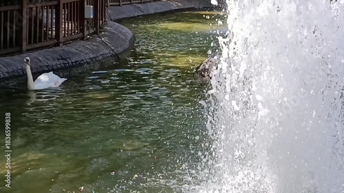 Wallpaper Mural Black and white swan swimming in water Torontodigital.ca