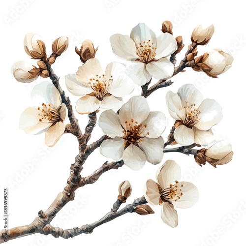Almond Blossom Branch, watercolor vector portraying a joyful pose with colorful highlights, isolated on a white background.