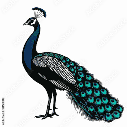 Colorful peacock standing with feathers displayed in vibrant colors  