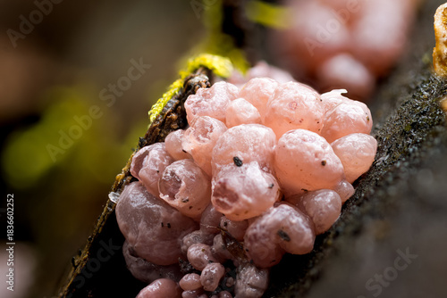 Pustelpilz (Nectria) auf morschem Holz