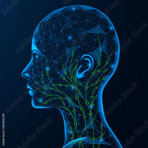 Lymph nodes of the head and neck. Lymphatic vessels radiate from the shoulders to the ear area and under the jaw area, forming a characteristic network of branches.