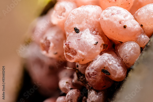 Pustelpilz (Nectria) auf morschem Holz