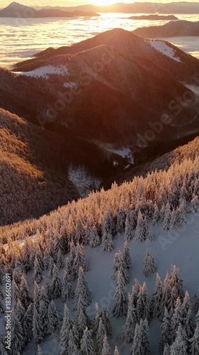 Vertical aerial sunrise over snowy Carpathian forest and sea of clouds in remote winter mountain valley