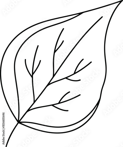 Simple line drawing of a leaf Keywords: leaf, nature, plant, botanical, illustration, drawing