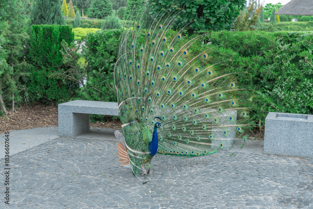 Obraz premium Portrait of beautiful peacock with feathers out close-up. Bird pavo of family phasianidae displaying their colorful feathers. Lush and fan-shaped of eyed tail among galliformes. Pet with bright quill.