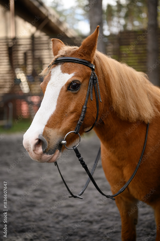 Obraz premium brown head horse in a paddock on a farm. portrait of brown horse in paddock