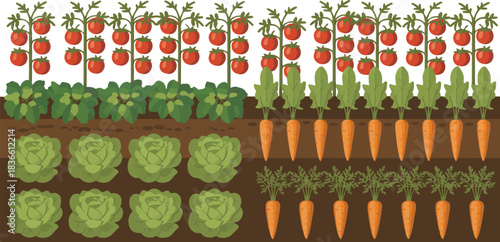Vegetable Garden With Tomato Carrot And Cabbage Plants Growing In Rows On Soil Flat Vector Illustration Isolated On Transparent
