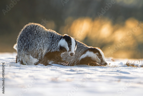 Two European badgers are playing at the edge of the forest in a clearing