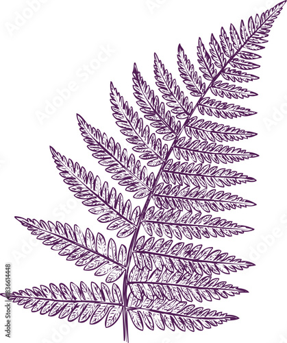 Single Fern Frond in Purple Ink Sketch Style leaf foliage