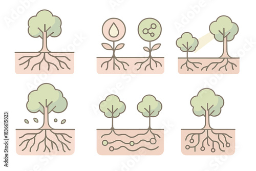 The roots of trees and their growth