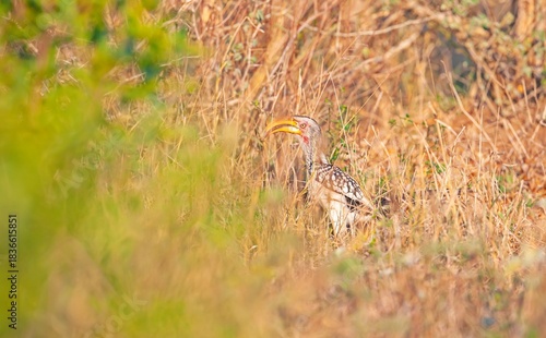 Yellow-billed hornbill (Tockus leucomelas), an African hornbill species belonging to the hornworm species. This photo was taken in Imfolozi National Park, South Africa.