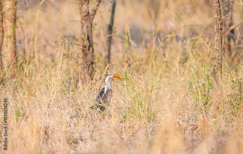 Yellow-billed hornbill (Tockus leucomelas), an African hornbill species belonging to the hornworm species. This photo was taken in Imfolozi National Park, South Africa.