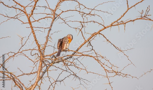 Yellow-billed hornbill (Tockus leucomelas), an African hornbill species belonging to the hornworm species. This photo was taken in Imfolozi National Park, South Africa.