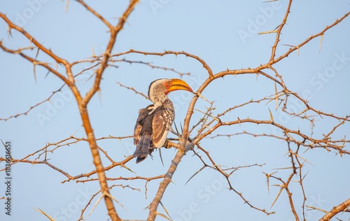 Yellow-billed hornbill (Tockus leucomelas), an African hornbill species belonging to the hornworm species. This photo was taken in Imfolozi National Park, South Africa.