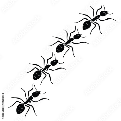 Vector illustration silhouette of four black ants marching in a diagonal line