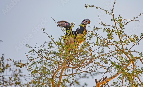 Trumpeter Hornbill (Bycanistes bucinator) is a species found in suitable forest areas on the African continent.