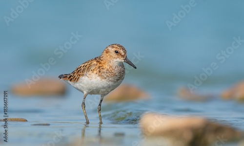 
The Little Stint (Calidris minuta) is a wetland species found in Asia, Europe and North Africa.